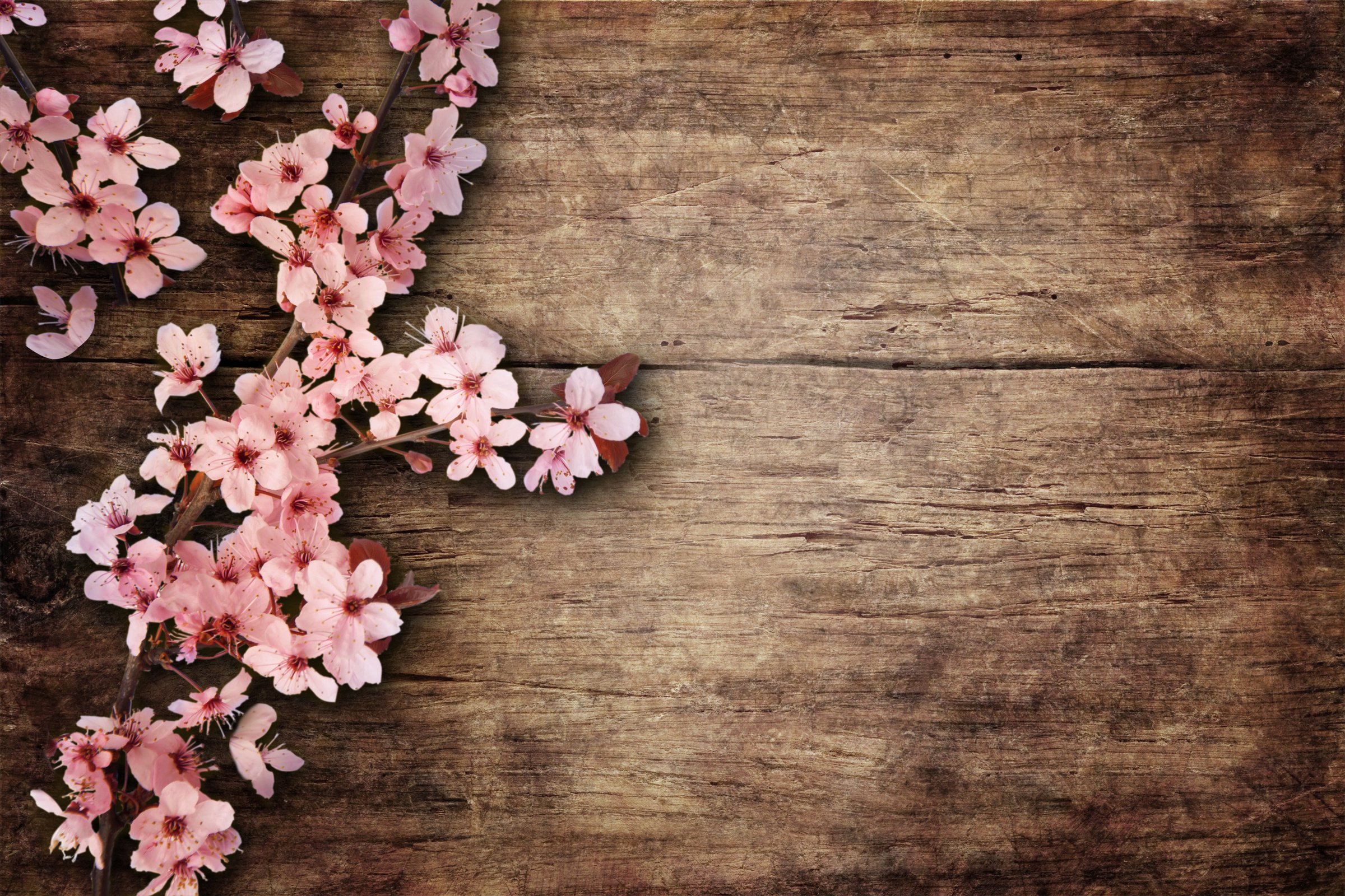 Spring Blossom over wood background.